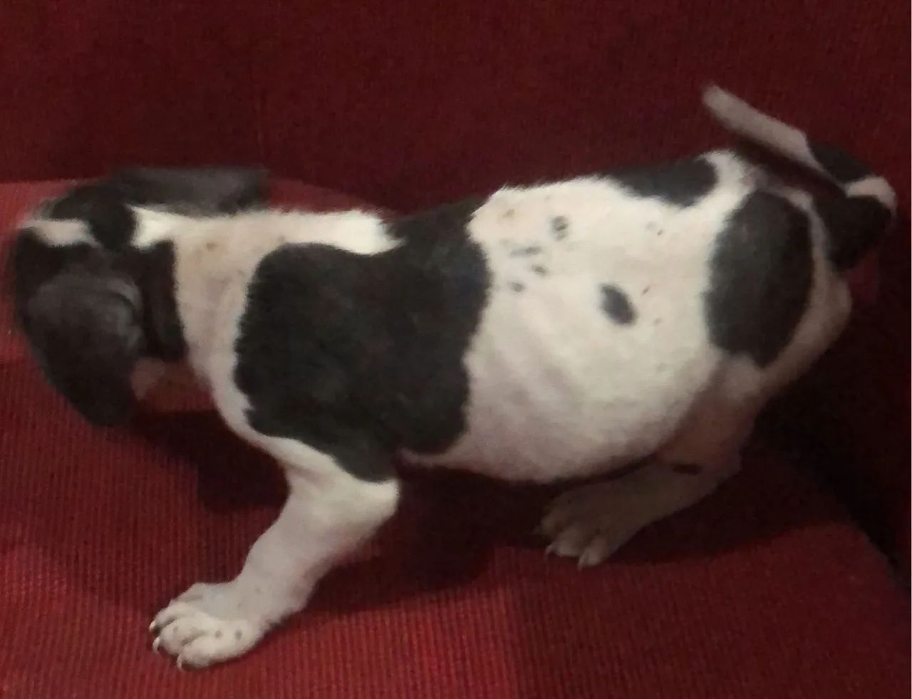 American Bully pochet  - Foto 3