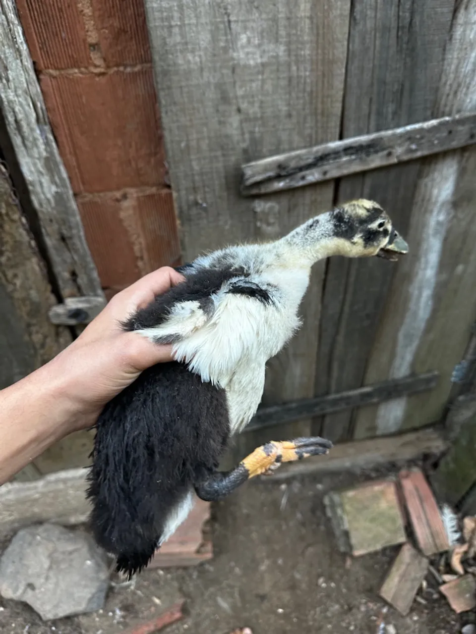 FILHOTE DE MARRECO POMPOM 