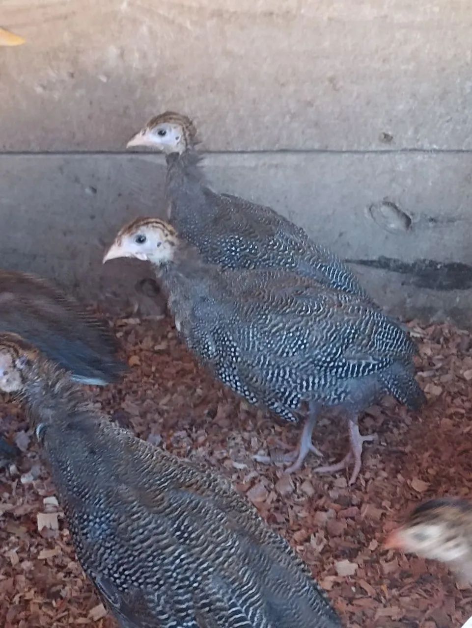 VENDO GALINHA DE ANGOLA COM  diferentes idades /CAPOTE/GUINÉ  - Foto 4