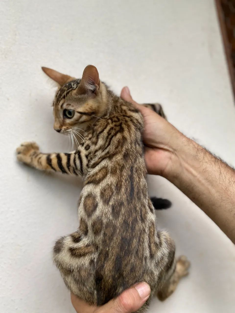 Gato Bengal com rosetas 424794494694205441
