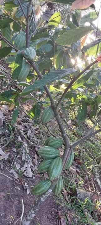 Lindo Sítio a venda - Foto 3