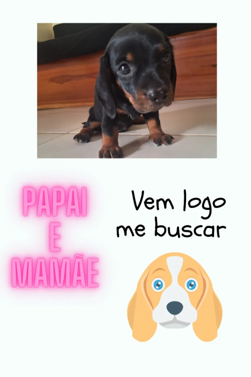 LINDO FILHOTE DE CACHORRO SALSICHA (DACHSHUND)