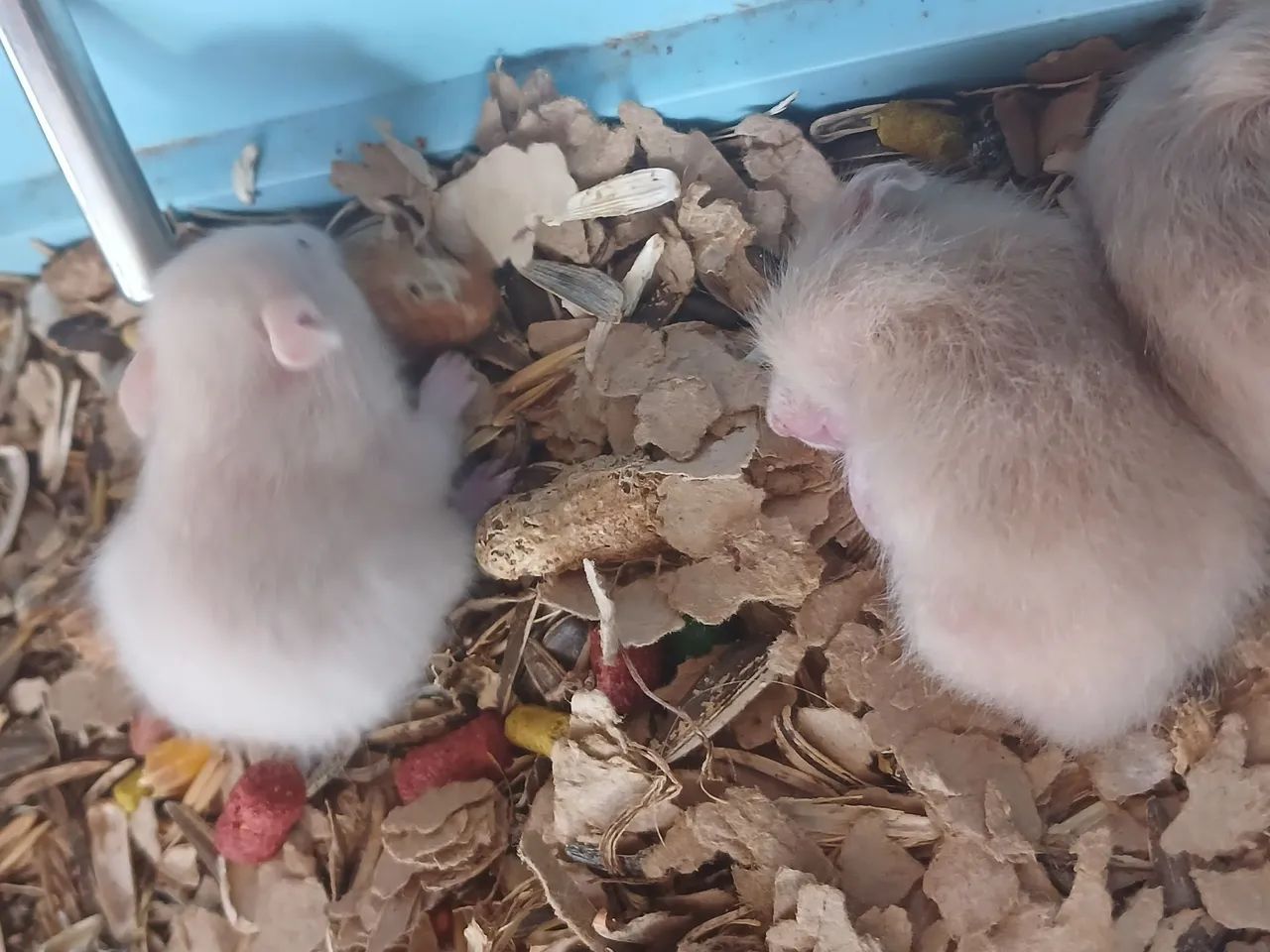 Hamster Disponível - Foto 4