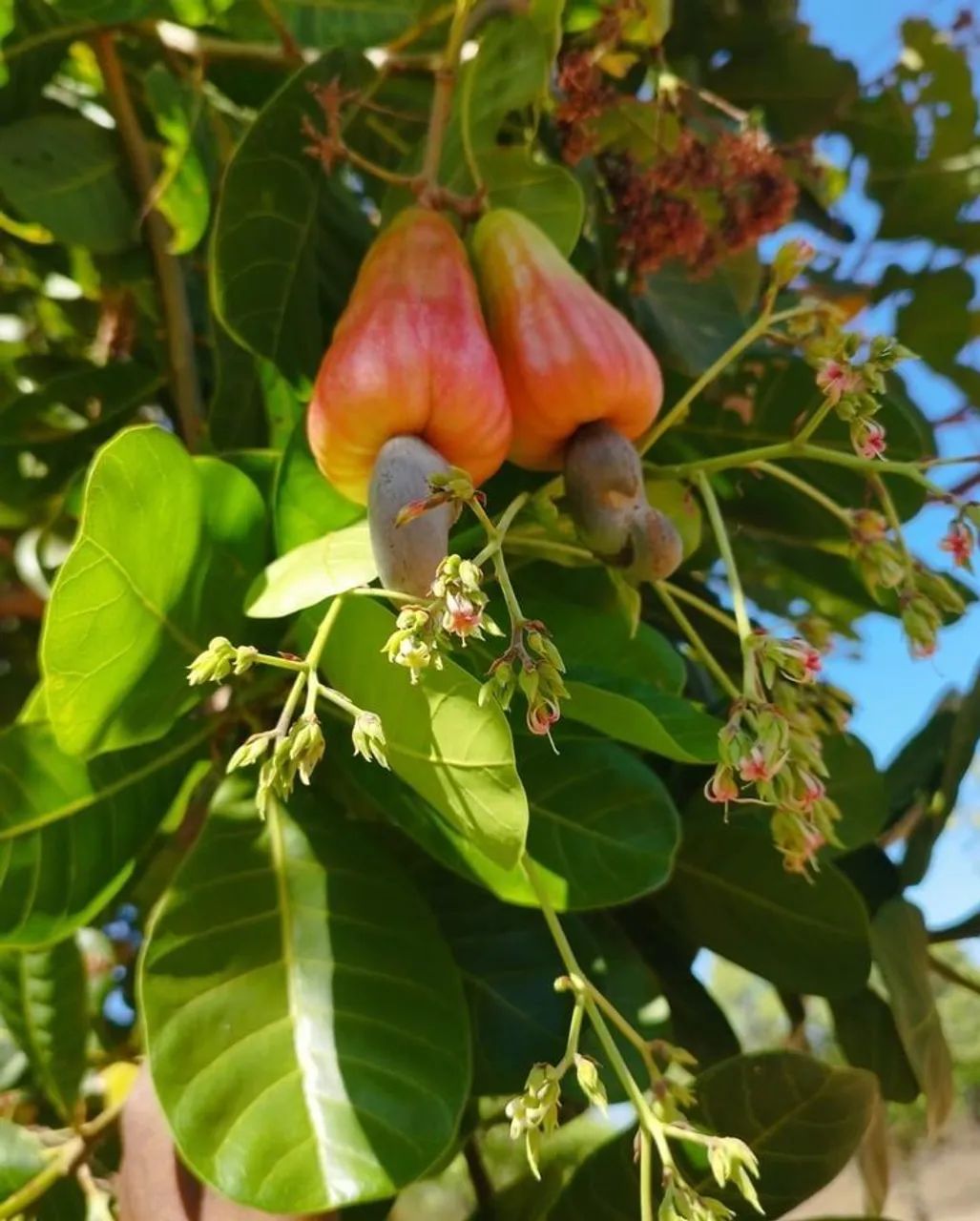Frutifera Mudas de Cajú Anão P/vasos - Foto 2