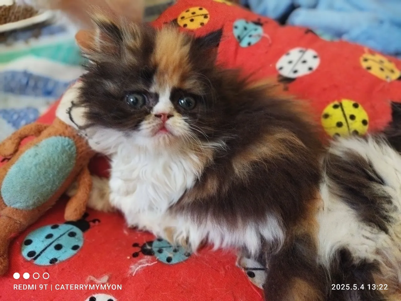 Gatinha Persa Tricolor - Fofinha e Carinhosa