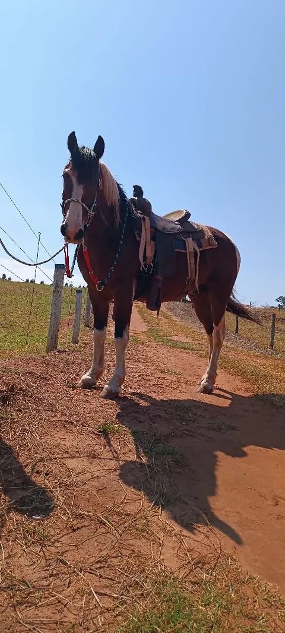 Cavalo machado  - Foto 4
