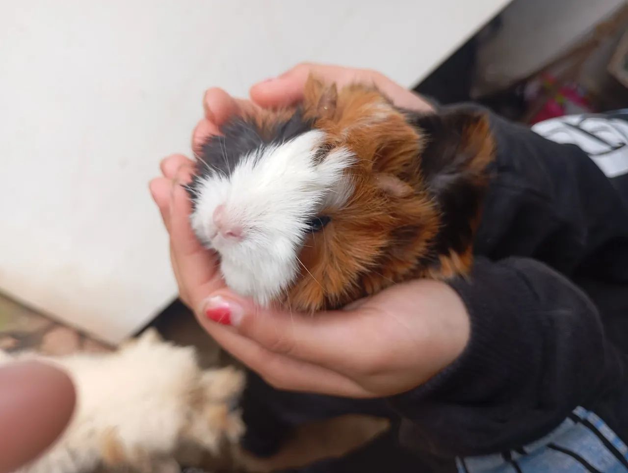 Porquinho da Índia - Macho - Foto 5