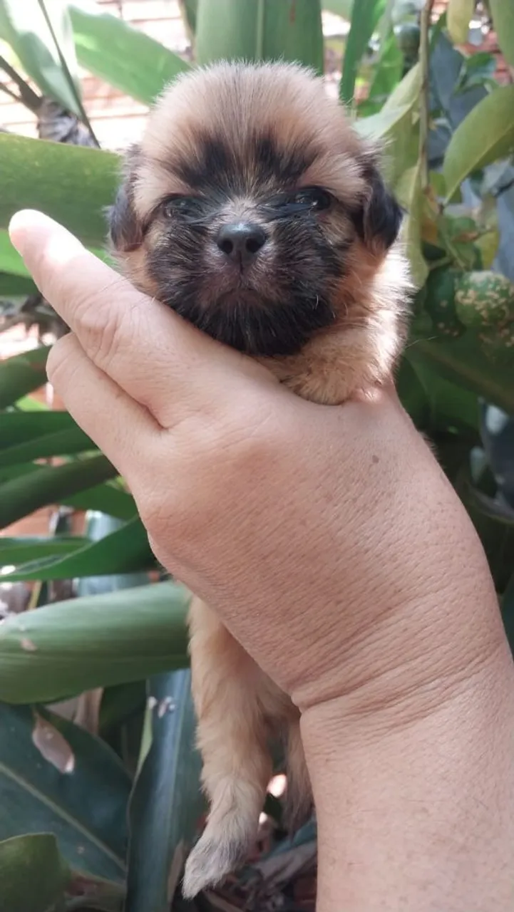Filhote fofo de Shih Tzu