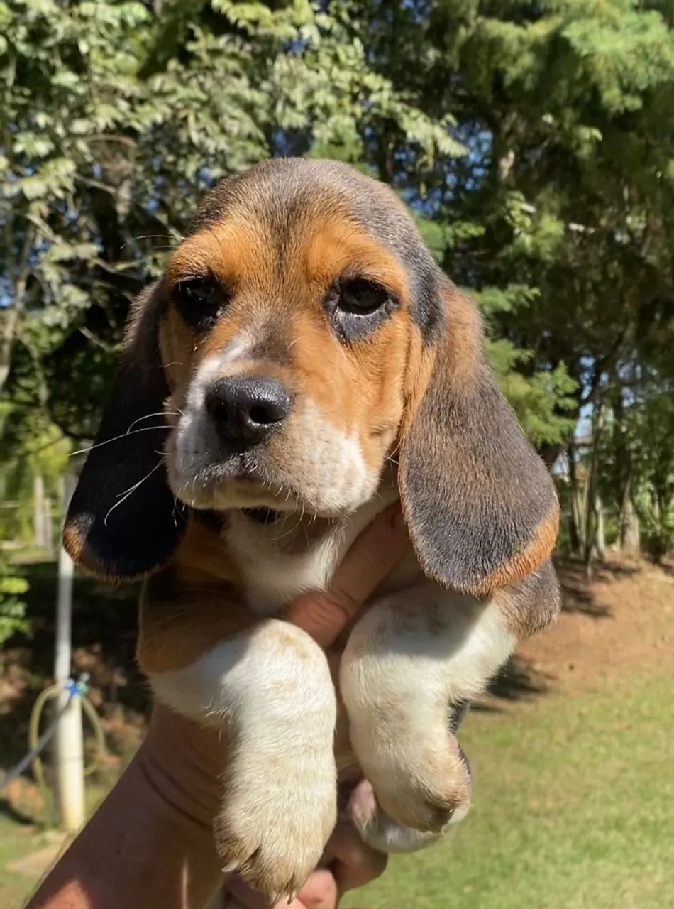 Beagles 13 polegadas  - Foto 4