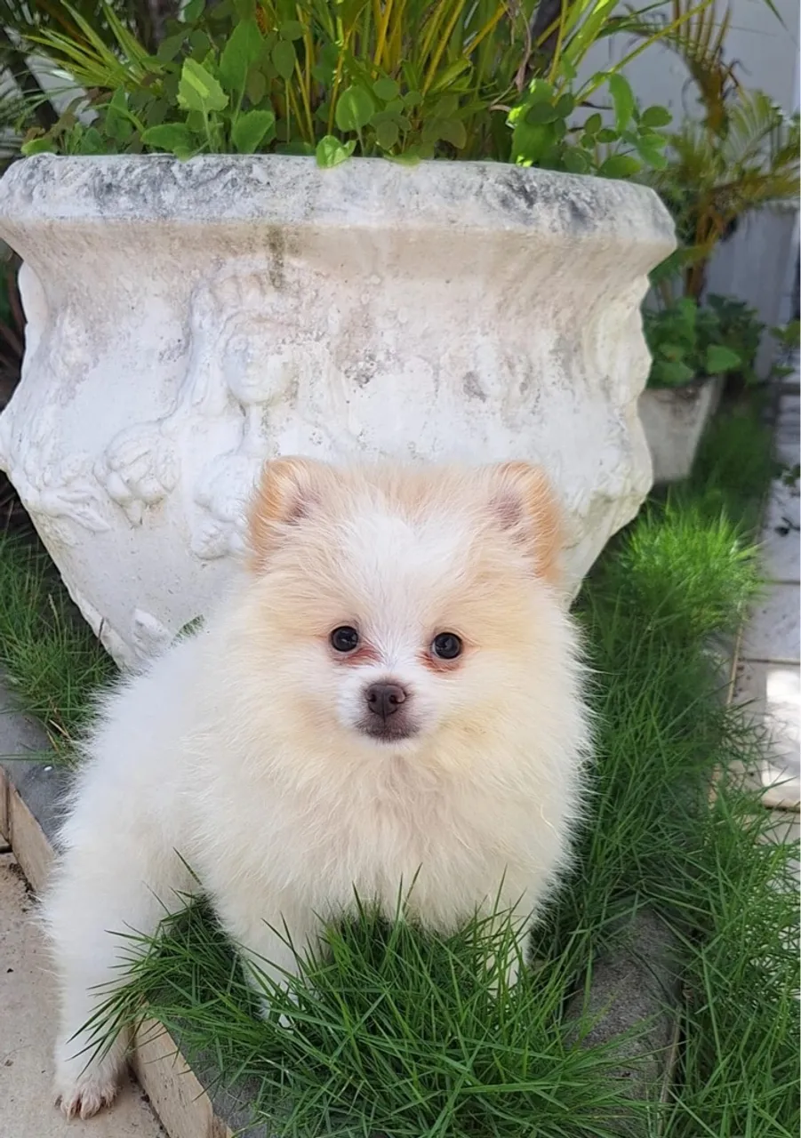 Spitz Alemão/ Lulu-Da-Pomerania Pelúcia de Verdade!
