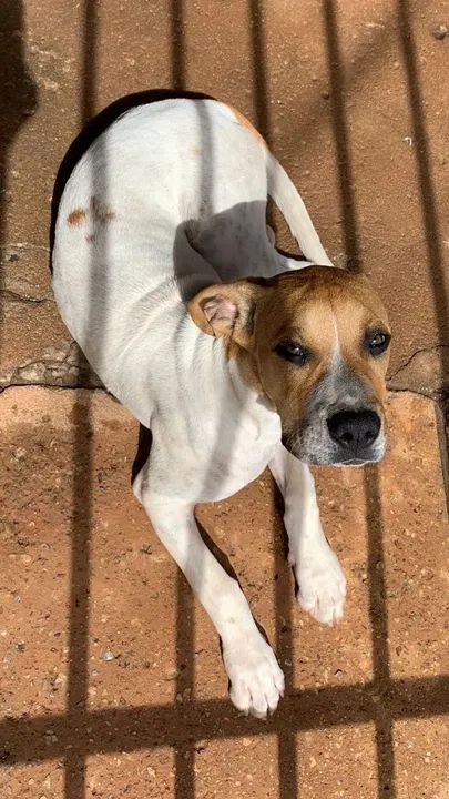 Filhote de 5 meses porte grande disponível para adoção - Foto 2