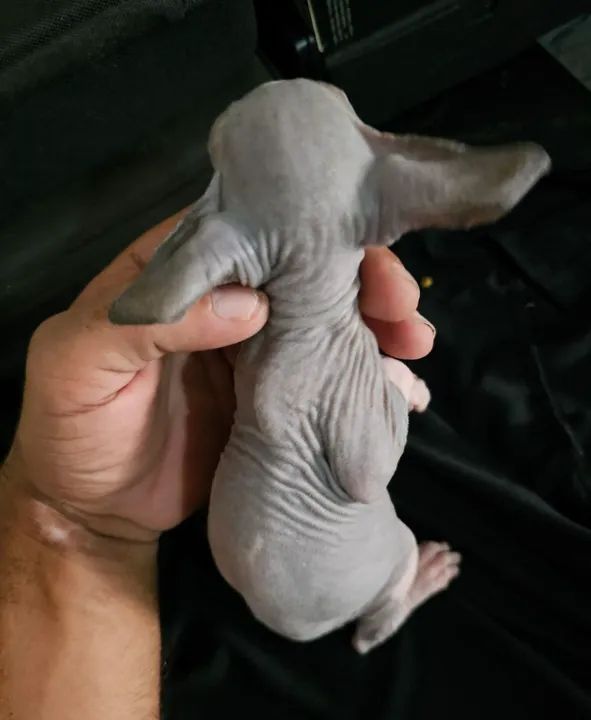 Sphynx macho bicolor  - Foto 5