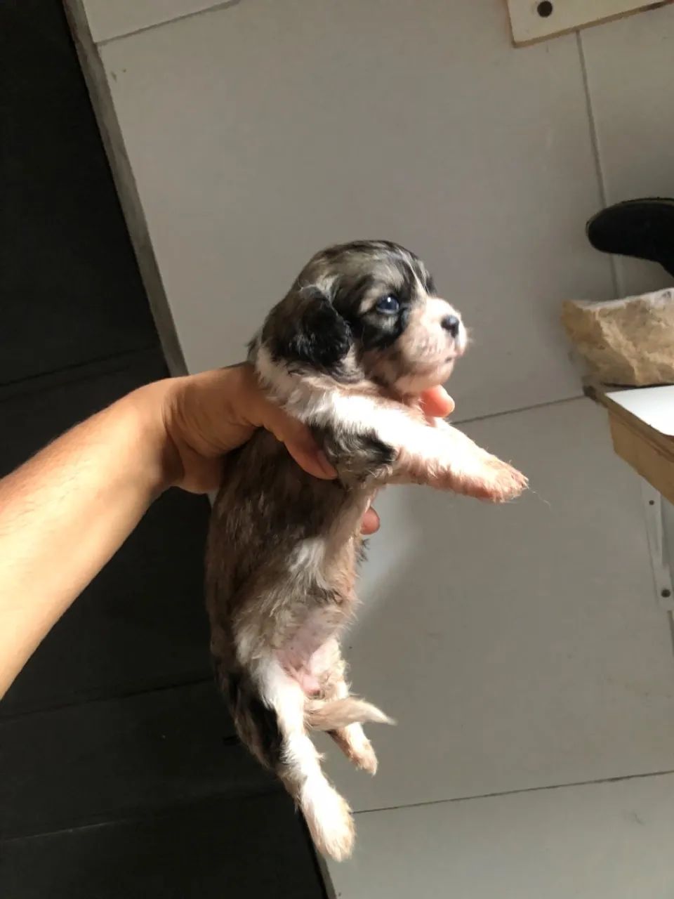 Filhote de Shih tzu misturado  - Foto 2