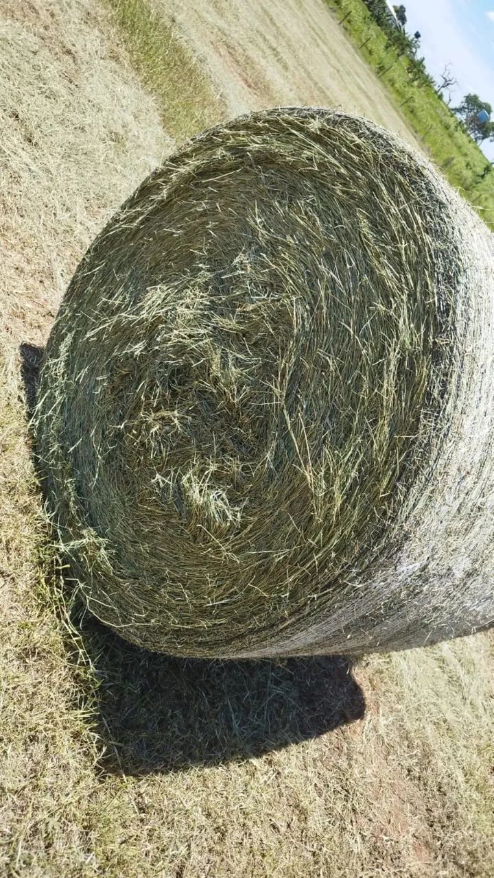 Feno tifton  - Foto 3