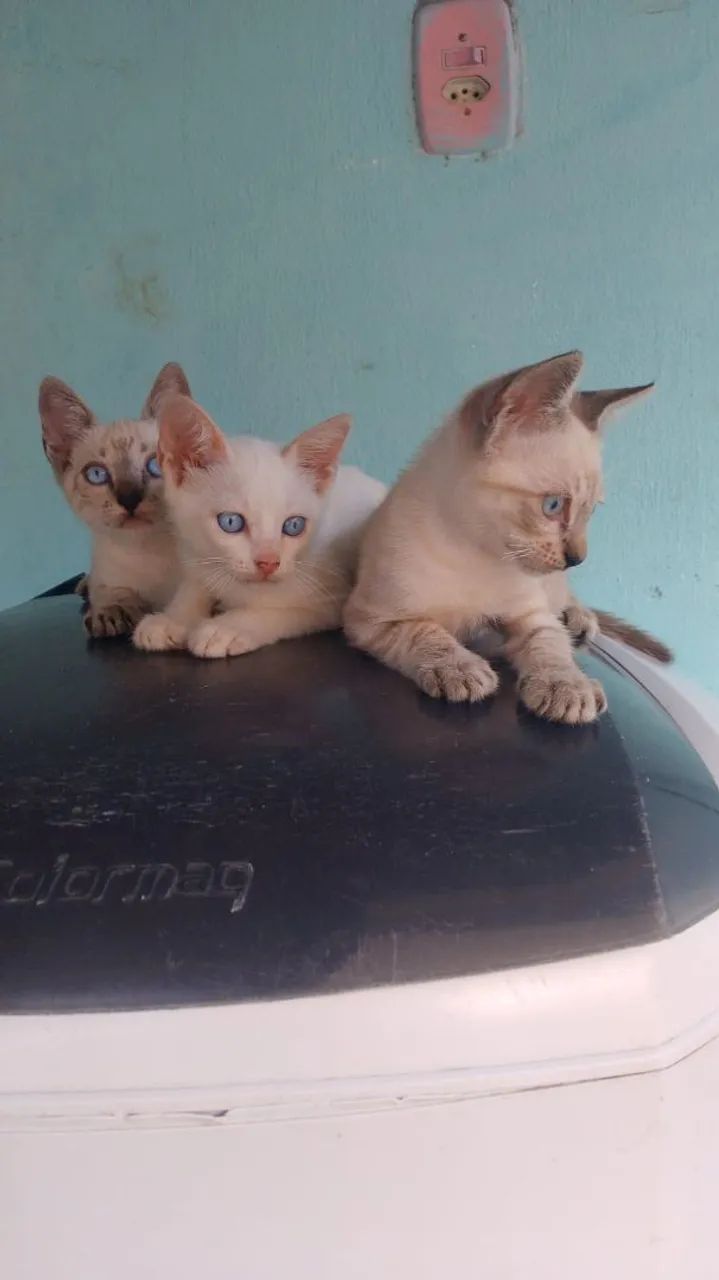 Lindos Gatinhos Siamês