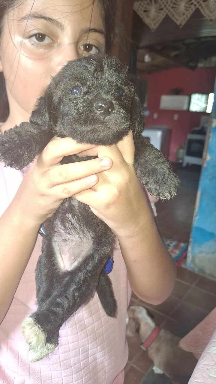 Filhotinho de Poodle