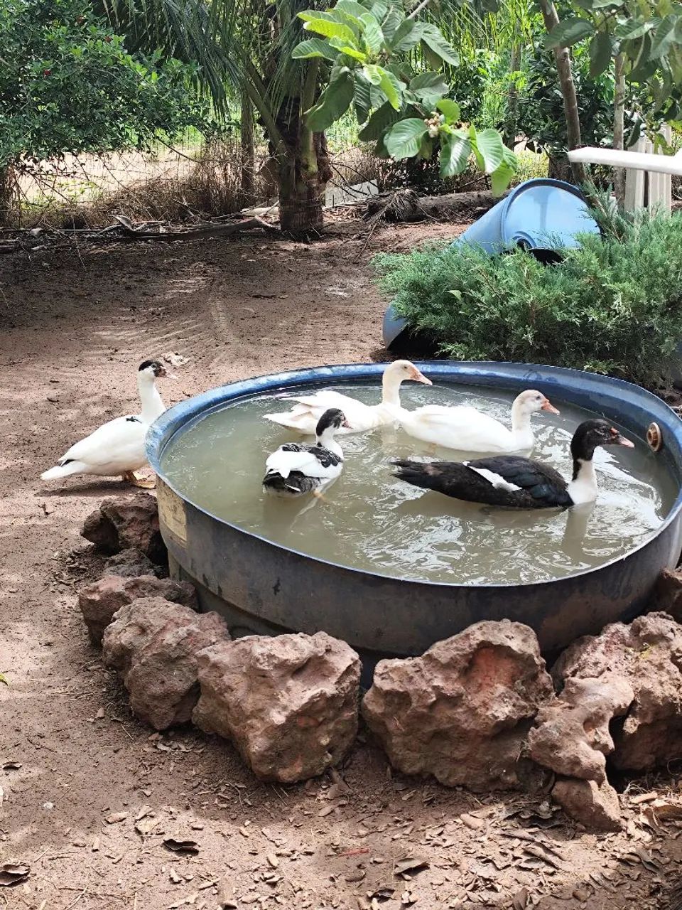 Vendo Patos jovens - Foto 2