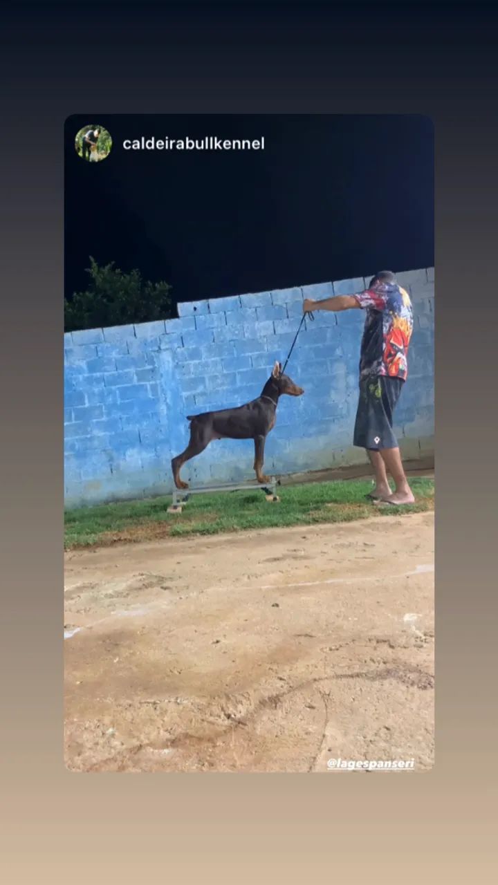 Filhote de Doberman macho! Altíssimo nível 
