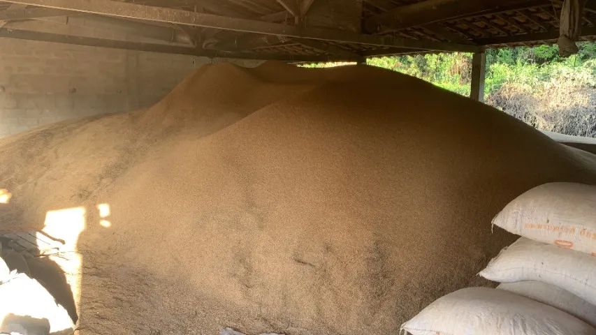 Palha de Arroz - Animais e Jardinagem - Saco 10Kg - Foto 5