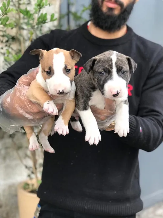 Bull terrier miniatura fêmea com vacina, contrato e garantia- Somos loja física