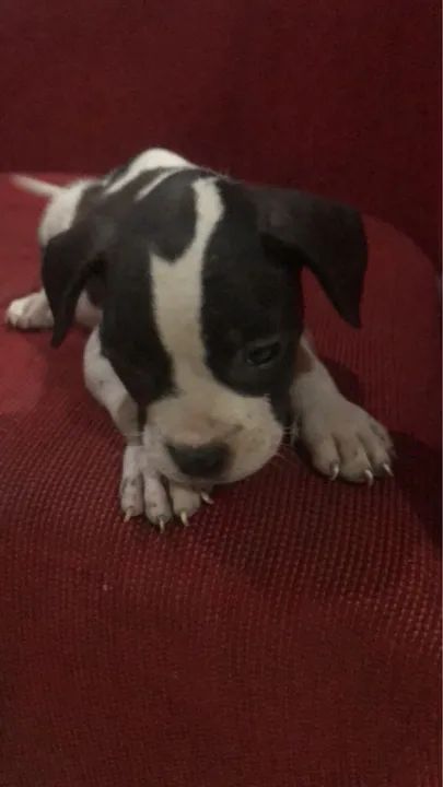 American Bully pochet  - Foto 2