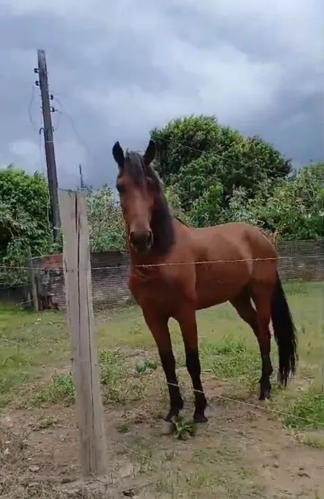 Manga larga marchador  - Foto 3