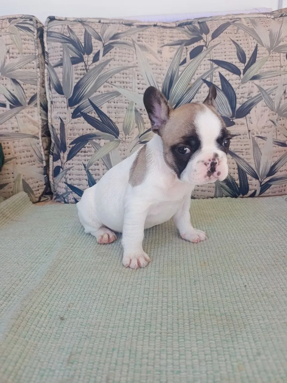 Bulldog francês