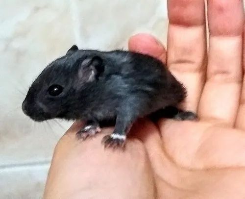 Gerbil (Esquilo da Mongólia) - Foto 2