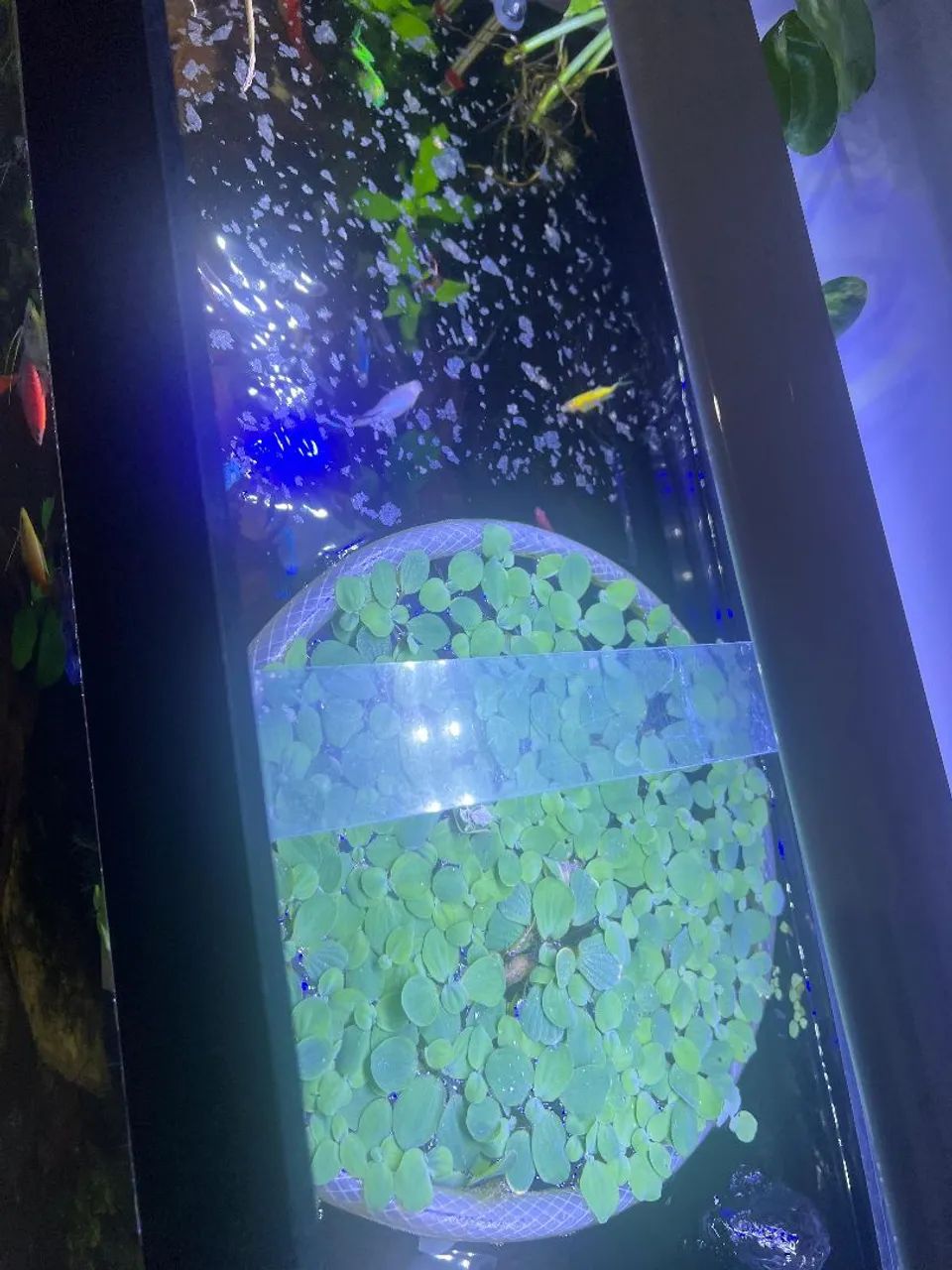 Aquário 100 litros com suporte  - Foto 2