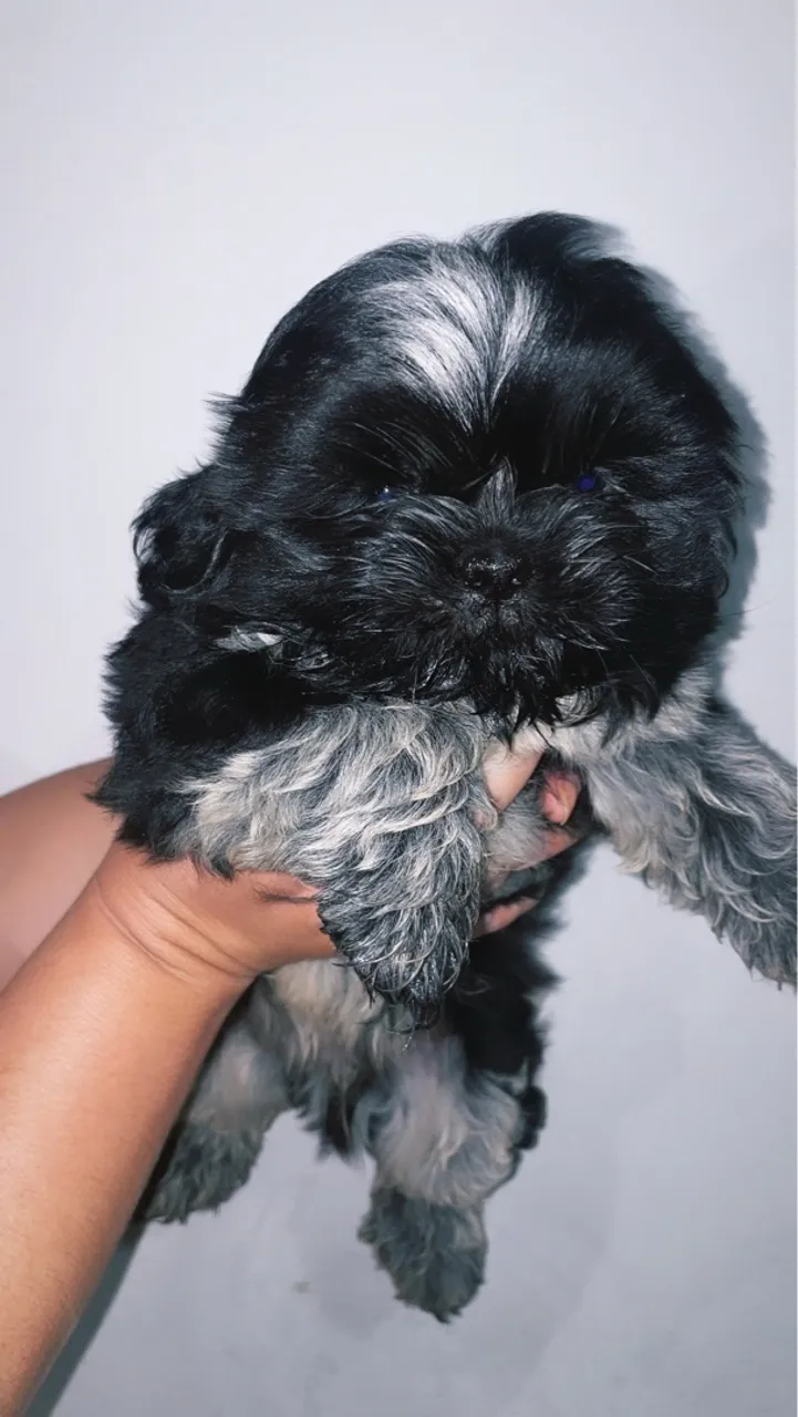 Filhote de mini Shih Tzu black