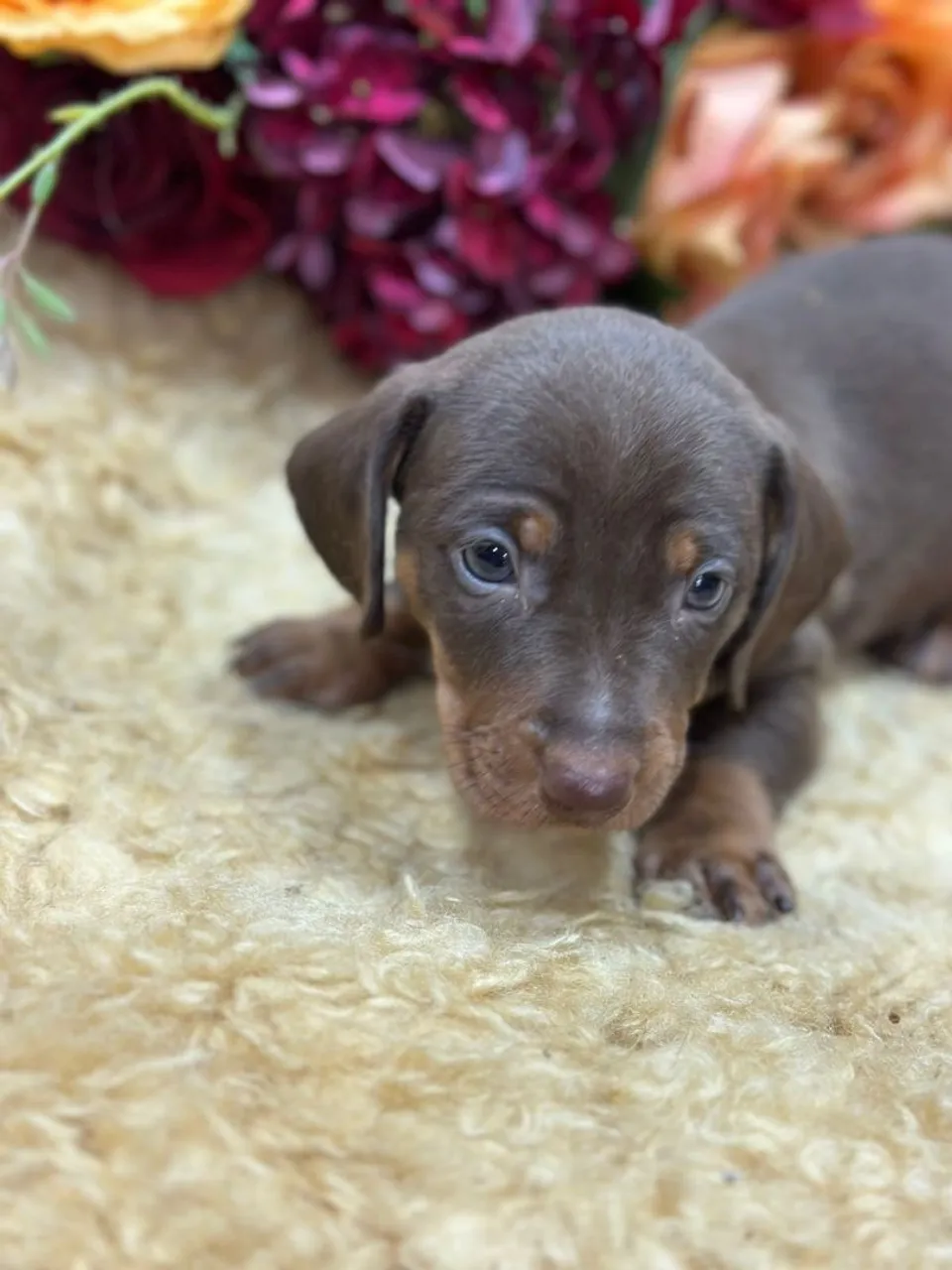 Filhote de Dachshund Chocolate (linguicinhas)