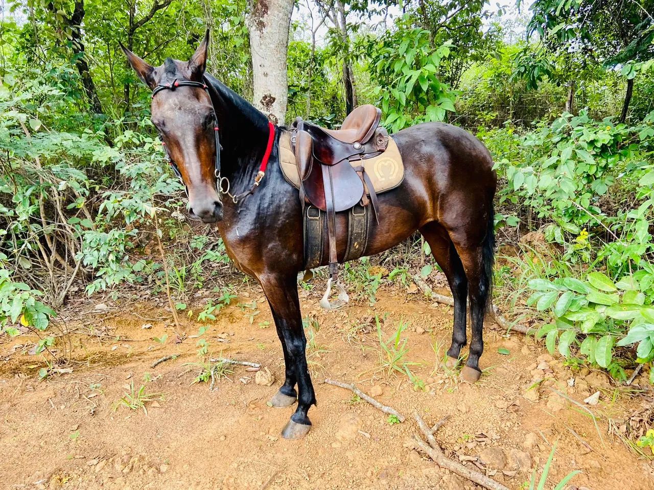 Egua MM registrada - Foto 3