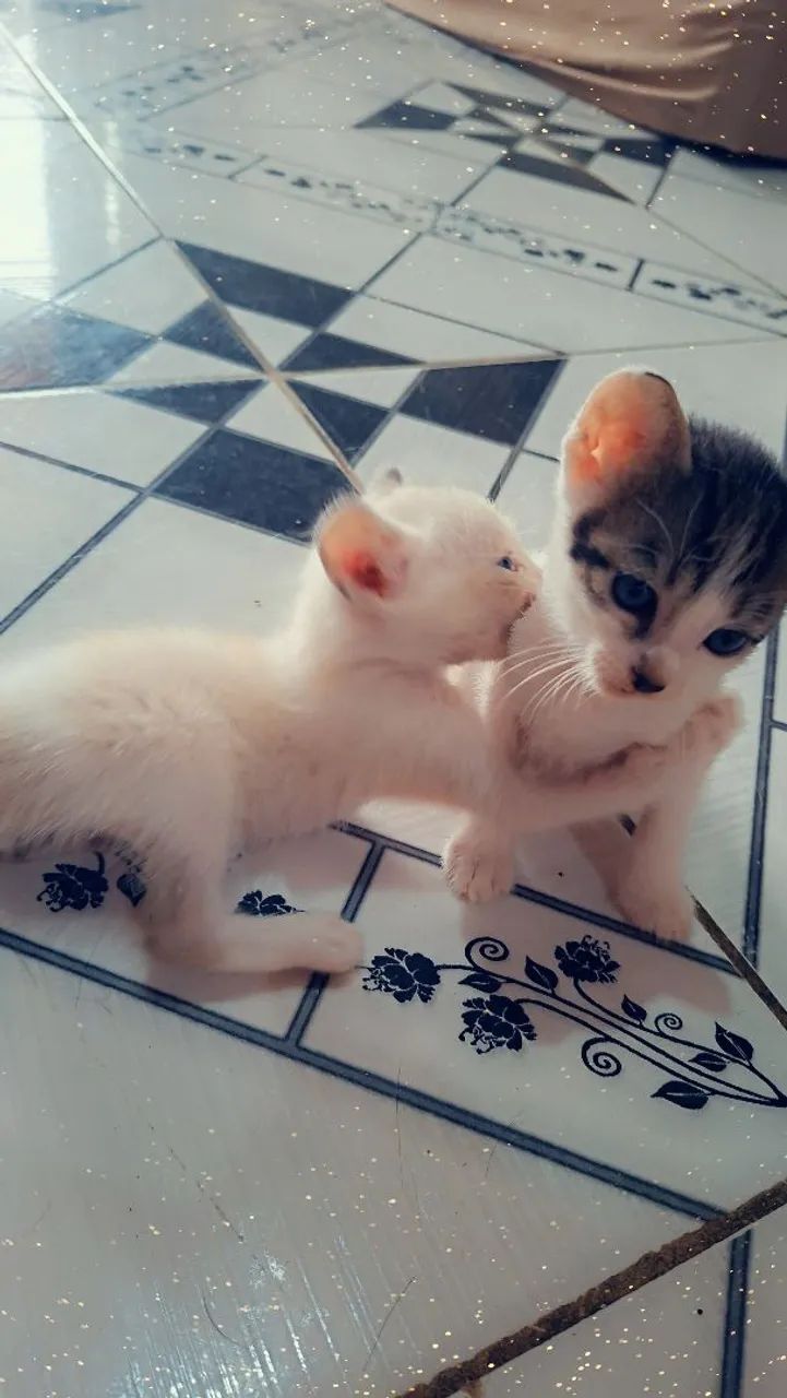 Gatinhos fofos para adoção macho e fêmea, Nao posso ficar com eles,me ajudem adotar. - Foto 2