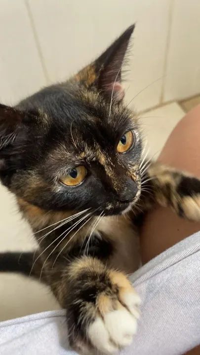 Quatro gatinhos fofinhos para adoção - Foto 3