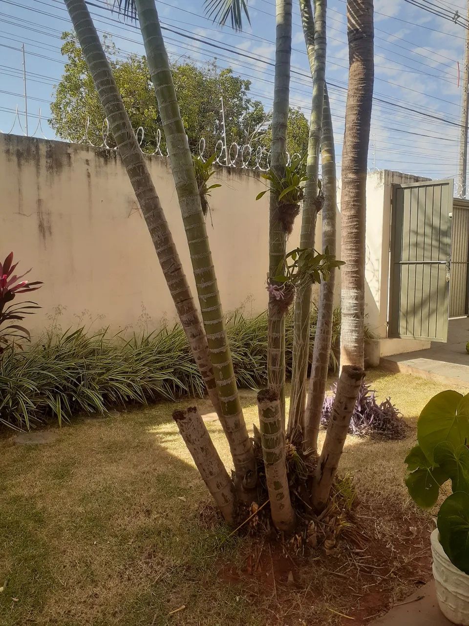 Jardineiro poda de avrer e Roçada de grama  watzp * - Foto 5