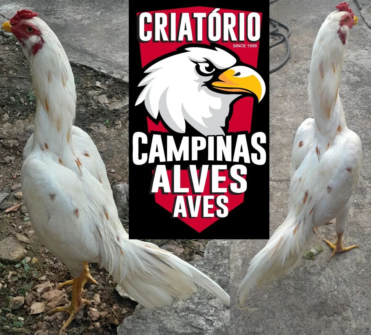 Frango Mura Barbudo Pintado - Foto 2