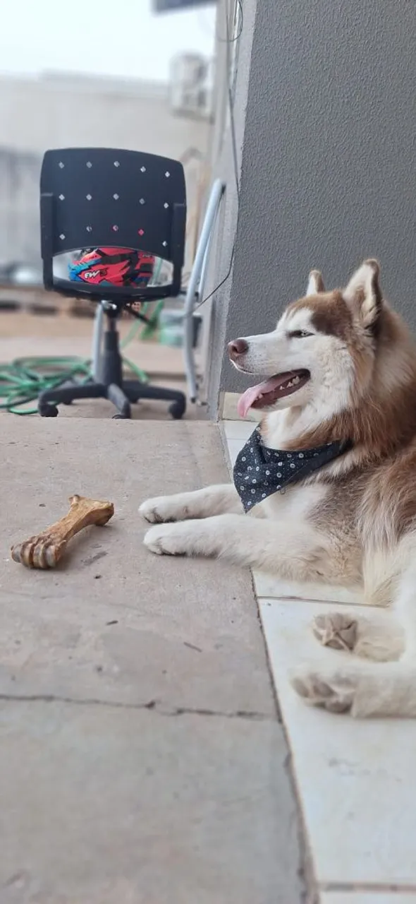 Procuro uma namorada Husky Siberiano