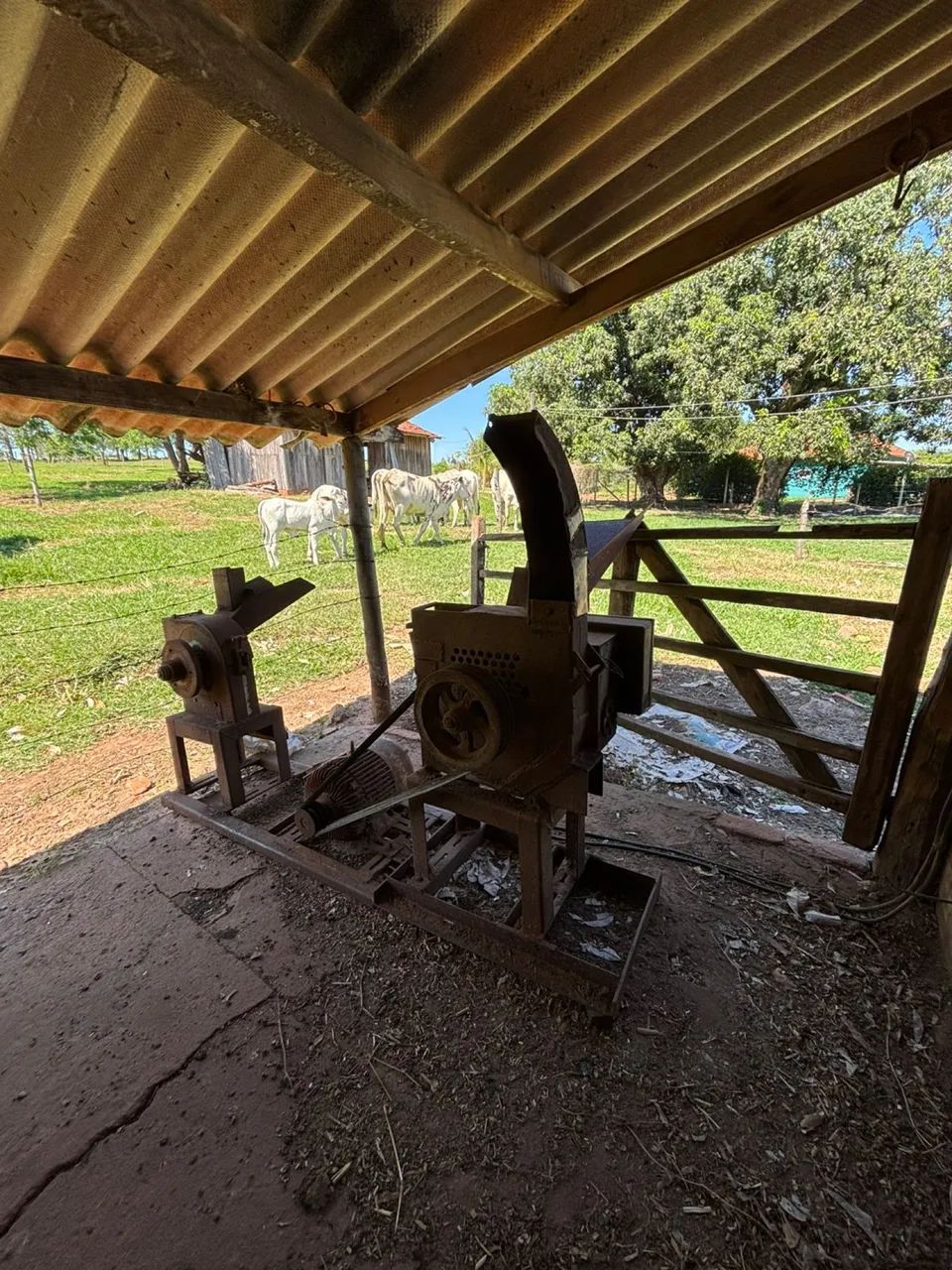 Picadeira de milho e cana Nogueira n° 3 + Trituradeira de cana Nogueira - Foto 6