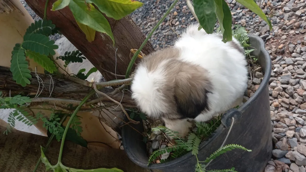 Filhote Shih Tzu