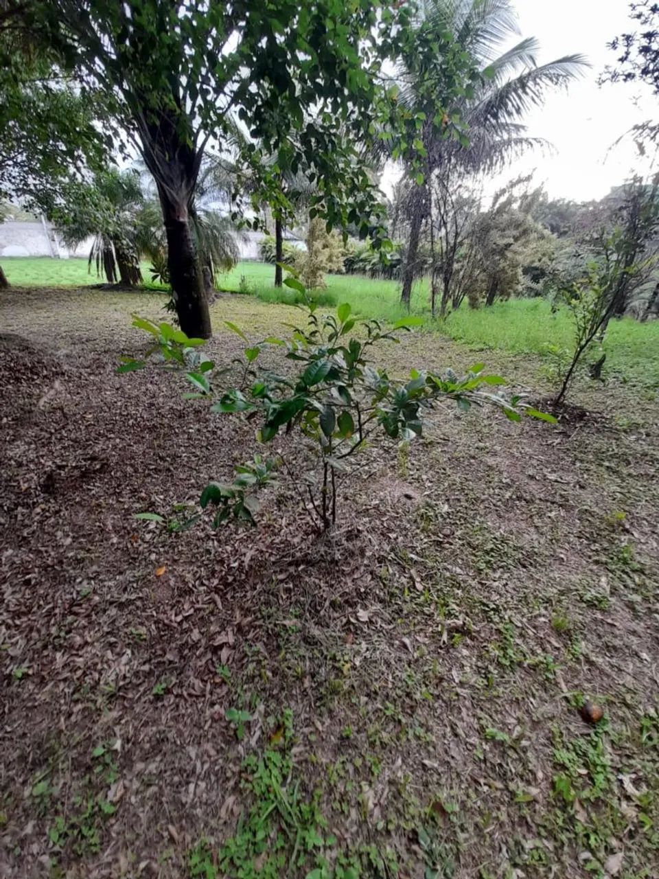 Vendo Mini Sítio em Seropédica - (Campo  Lindo) SOMENTE VENDA - Foto 7