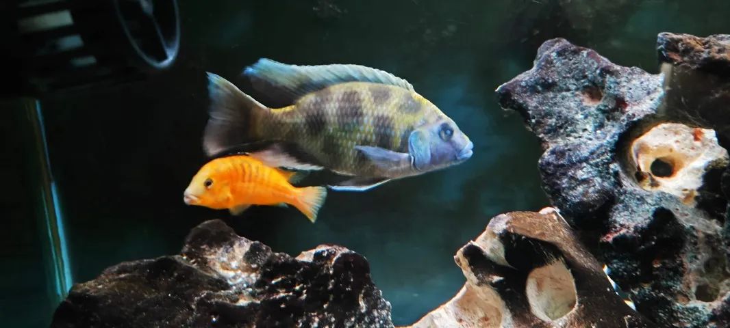 Aquario pronto  para ciclídeos africanos - Foto 3