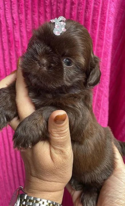 Shih-tzu fêmea ? - Foto 4