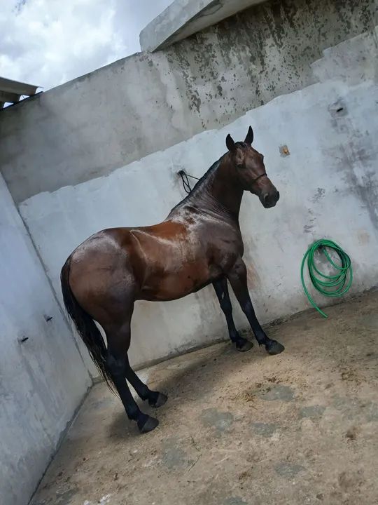 Vedo cavalo iniciado na esteira  - Foto 4