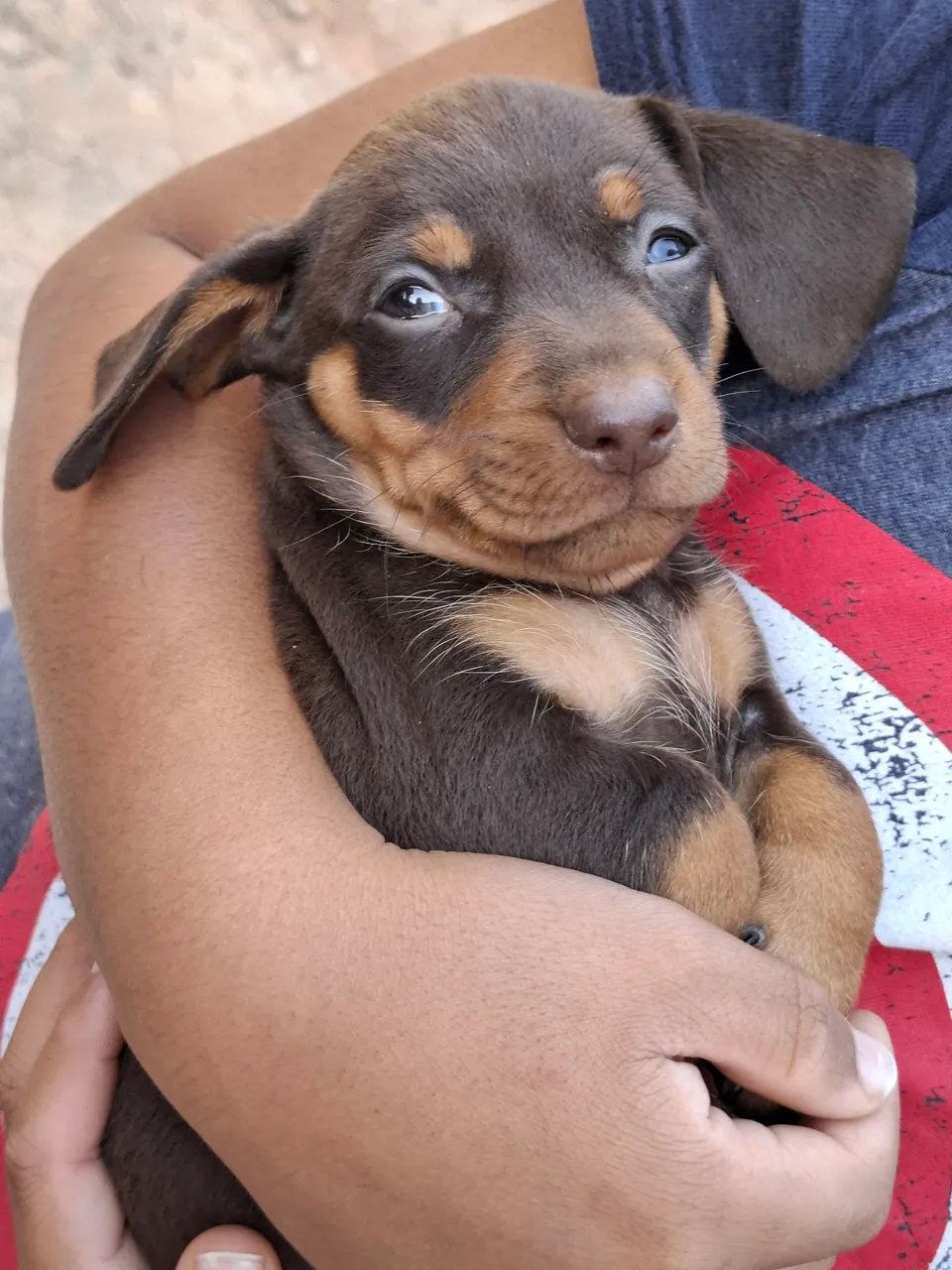 Filhote de Teckel (Dachshund) .
