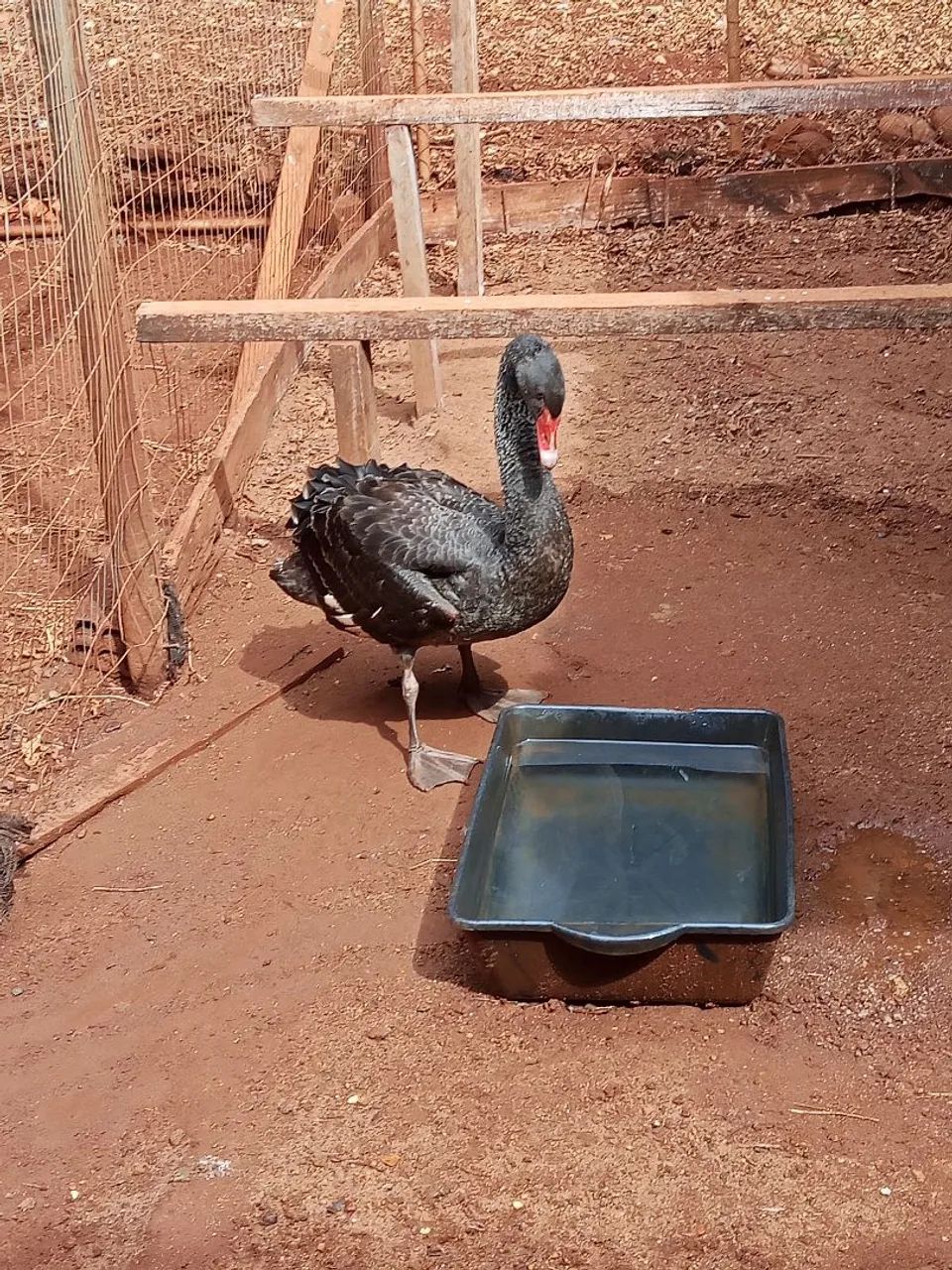 Cisne Negro - Foto 2