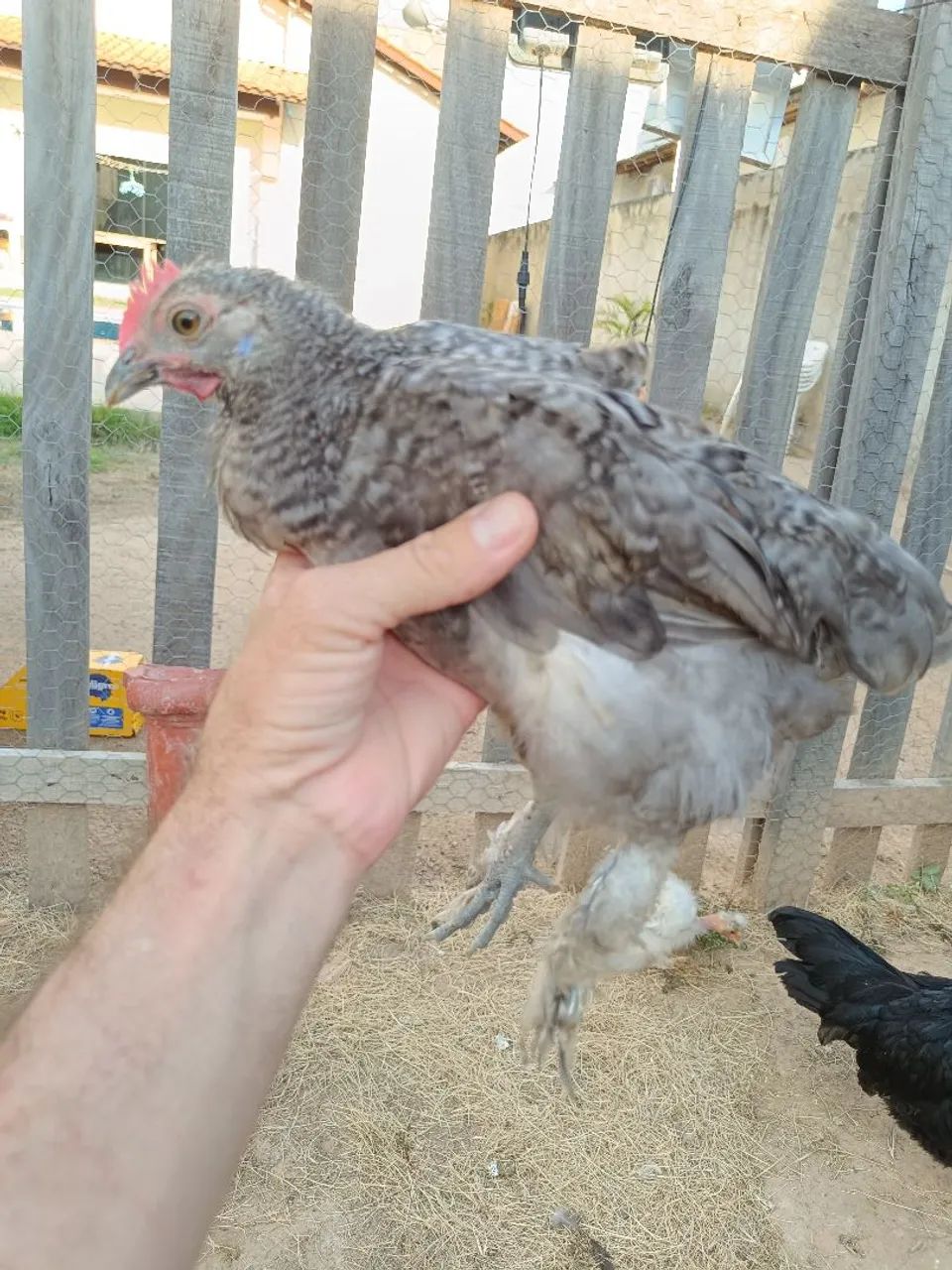 Frango garnise  - Foto 4