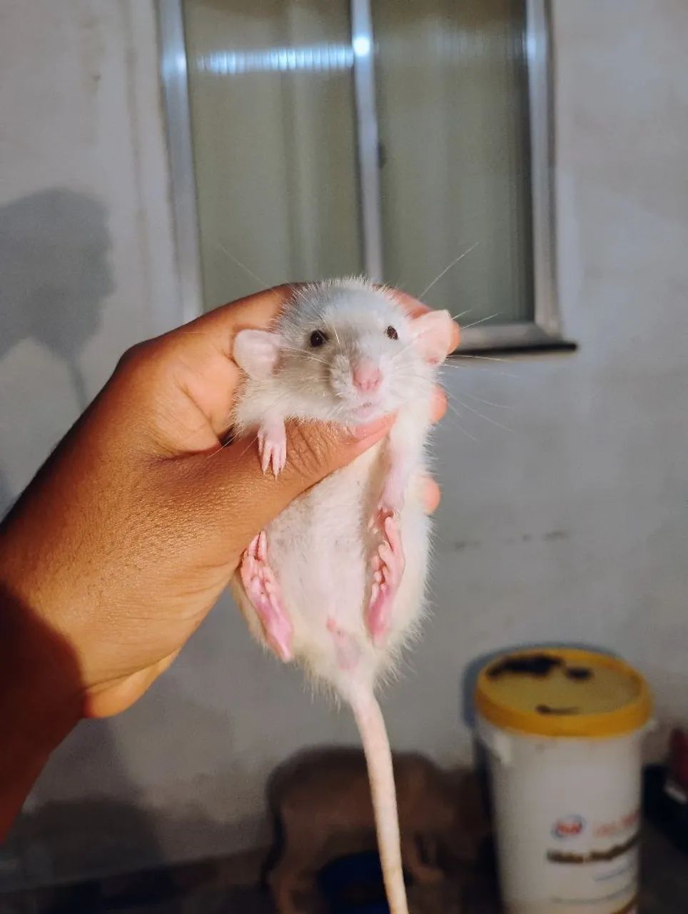 Dumbos maravilhosos twister - Foto 3