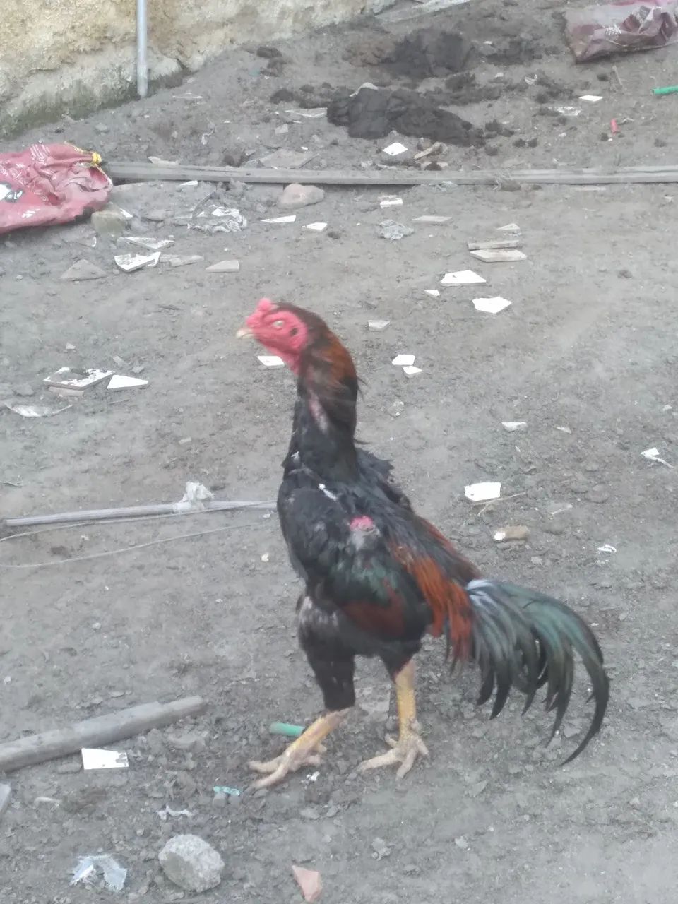 Galos e galinhas  - Foto 6
