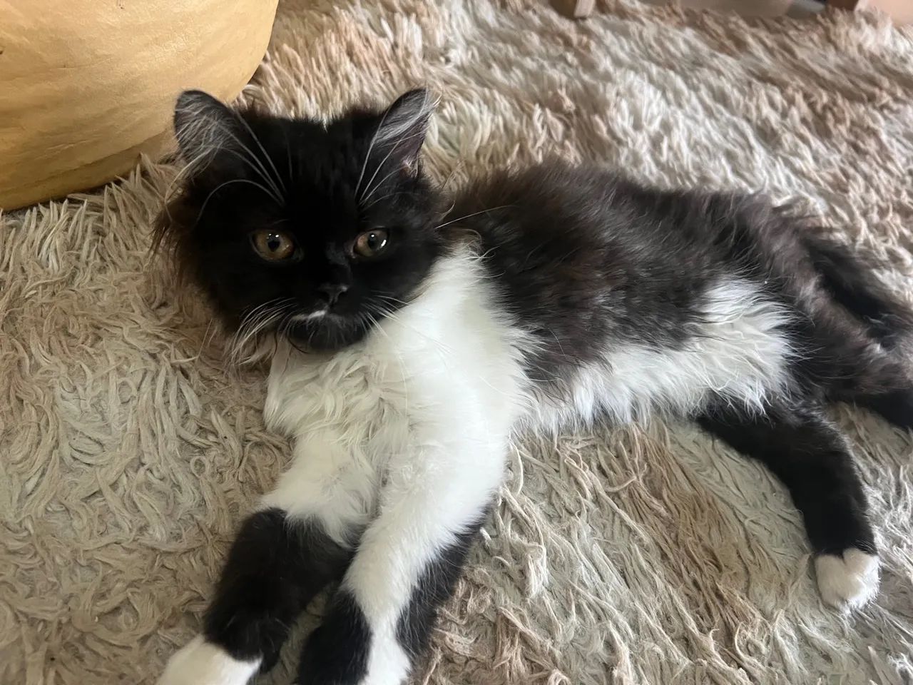 Gato persa  - Foto 3