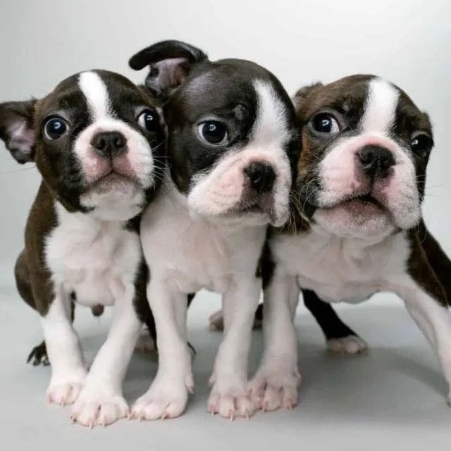 Excelentes Boston Terrier 